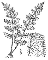 drawing of cheilanthes lanosa plant parts